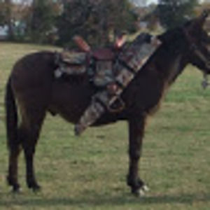 Meet your Posher, Roger